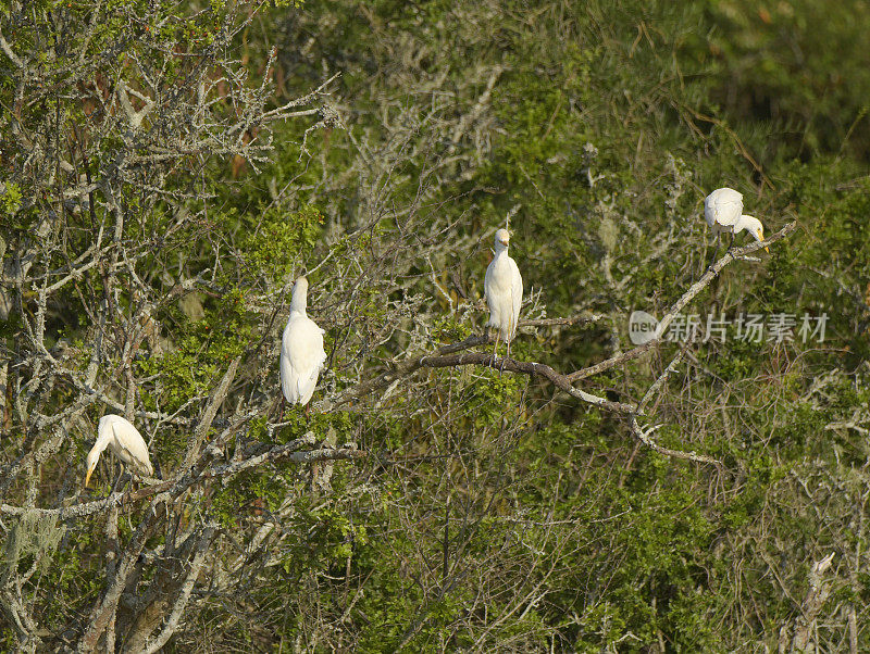 Intermediate Egret